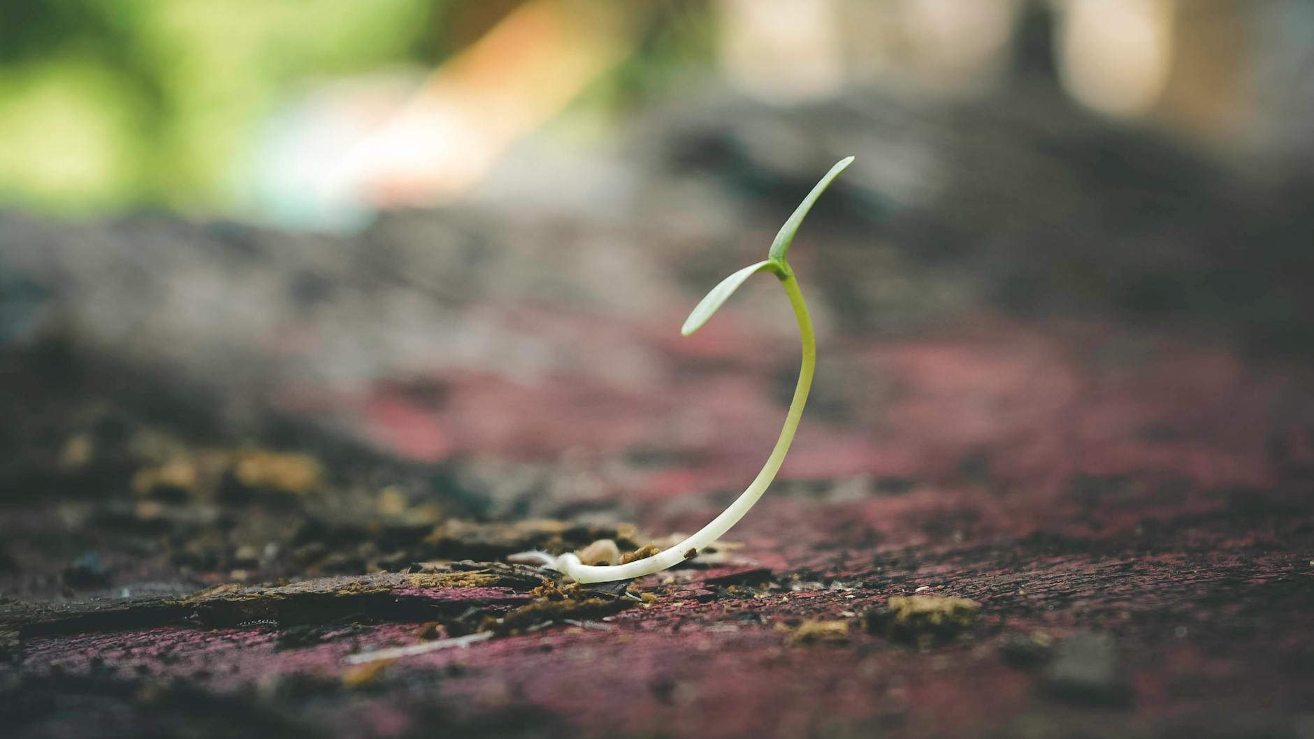 A sprout that is emerging from the ground, providing a metaphor for the  vulnerability of growth. 